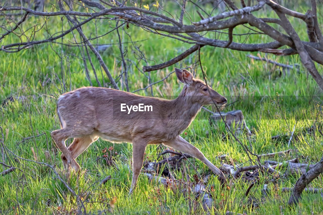 Side view of deer standing on field