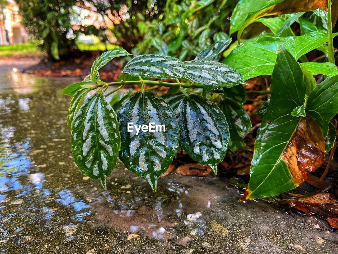 leaf, garden, tree, nature, water, plant, plant part, green, rainforest, jungle, forest, no people, growth, flower, day, beauty in nature, pond, outdoors, wildlife, autumn, tropics, land, tranquility, wet, natural environment