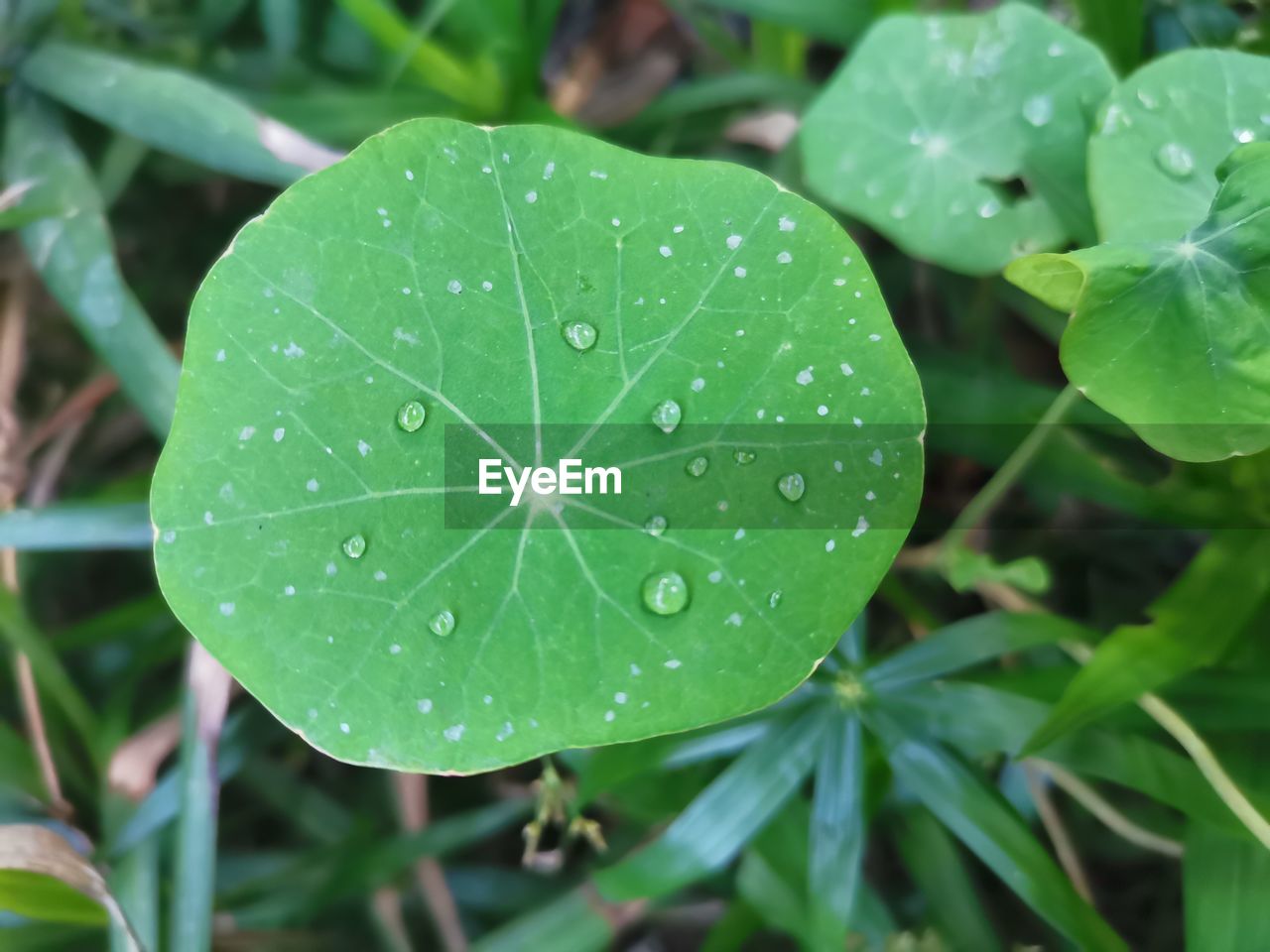 leaf, plant part, plant, drop, green, water, growth, wet, nature, close-up, beauty in nature, flower, rain, no people, freshness, outdoors, dew, day, raindrop, focus on foreground, botany, fragility