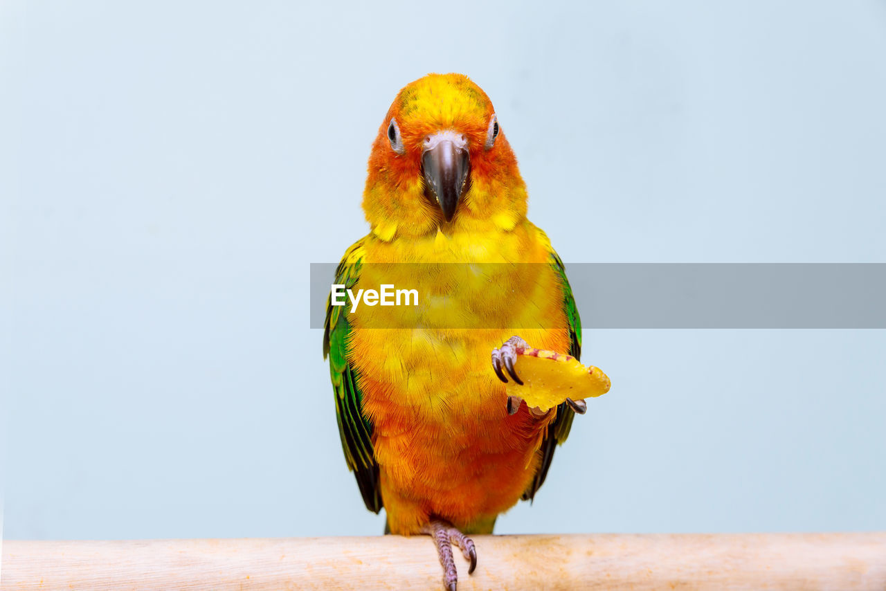 Close-up of parrot perching on wood