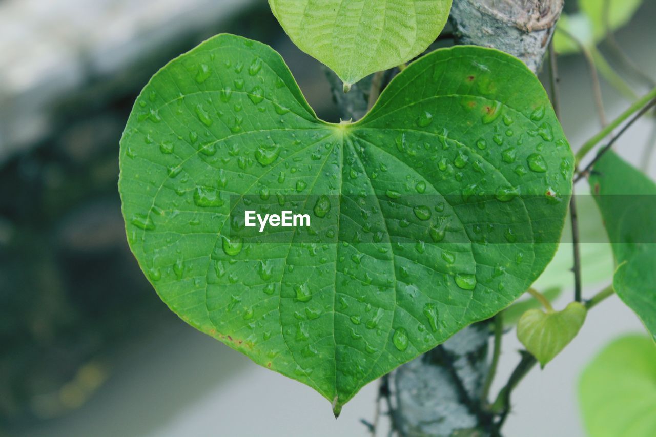 Close-up of raindrops on leaves