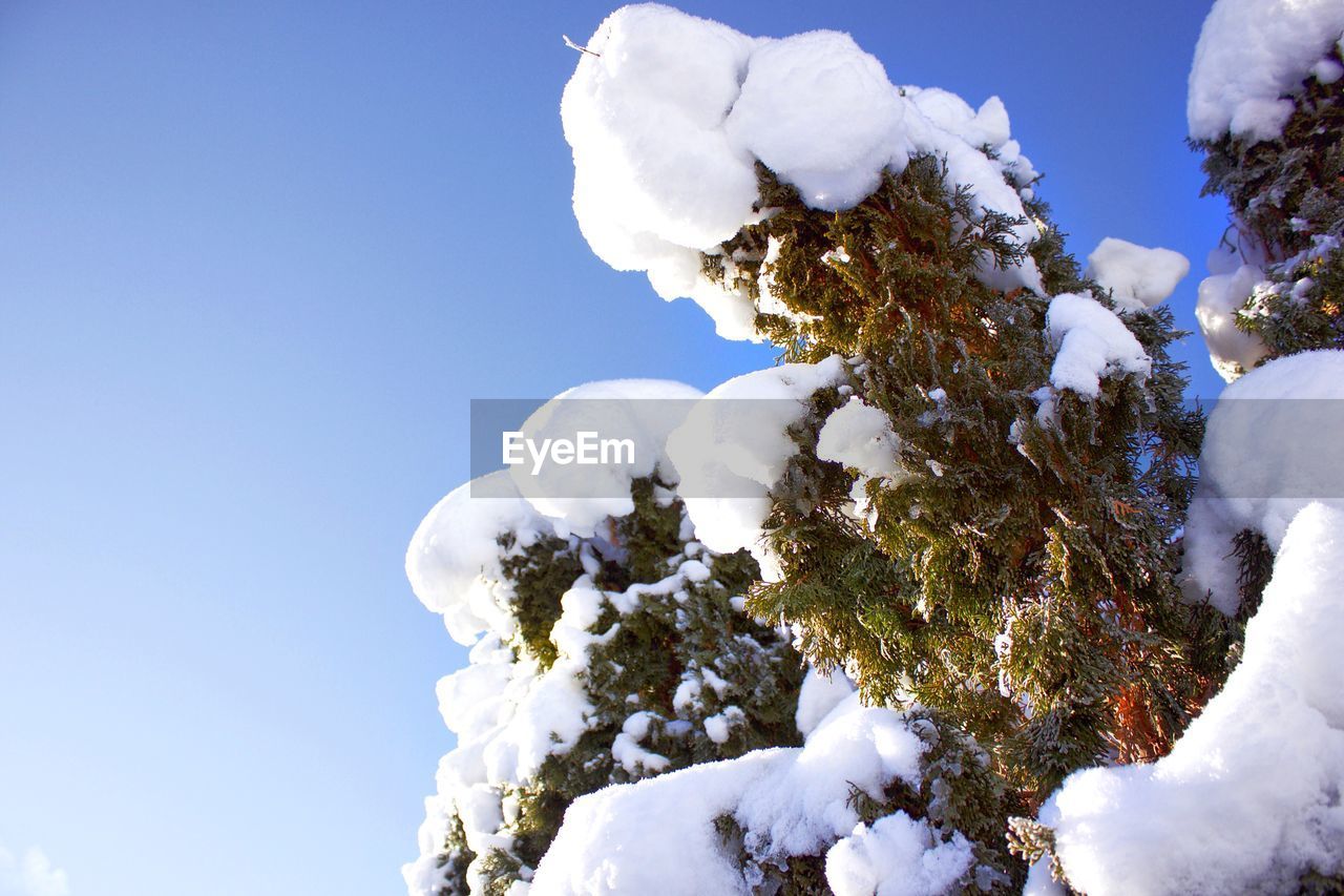 LOW ANGLE VIEW OF SNOW ON TREE AGAINST SKY