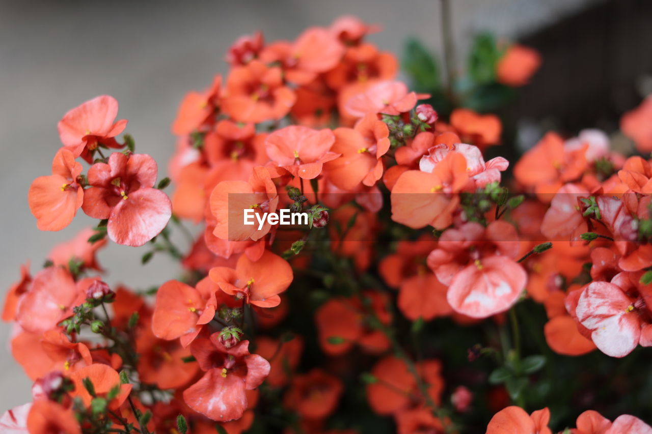 Close-up of flowers blooming outdoors