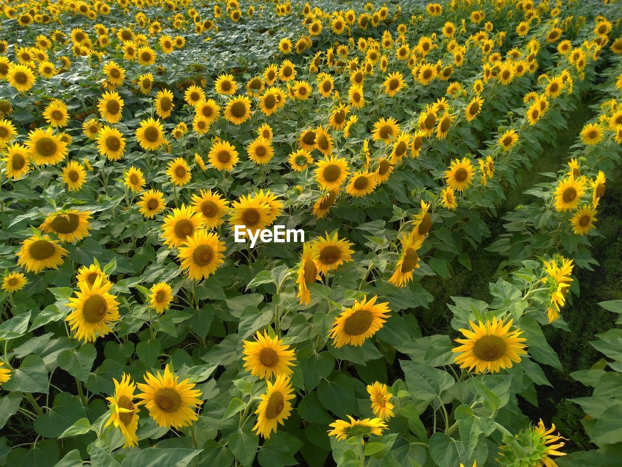 Scenic view of sunflower field