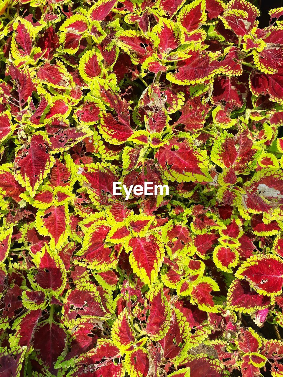 FULL FRAME SHOT OF RED LEAVES IN A PLANT