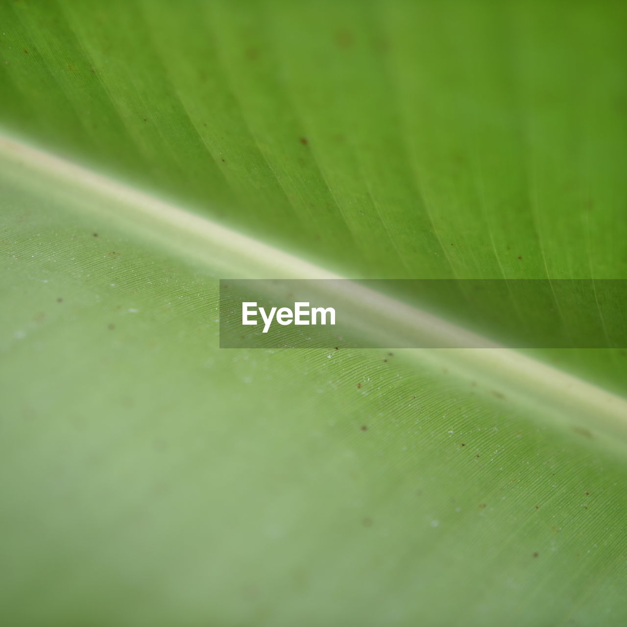 CLOSE-UP OF WET LEAF