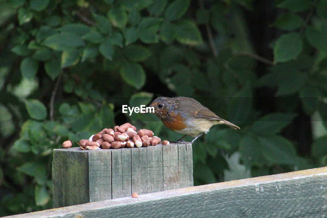 Robin eating nuts