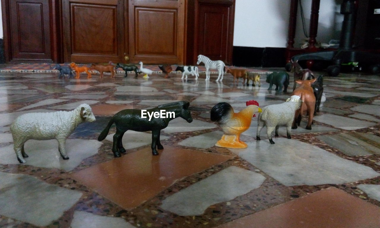 PIGEONS ON FLOOR IN KITCHEN