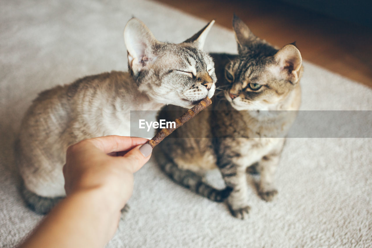 Cropped hand of woman playing with cats