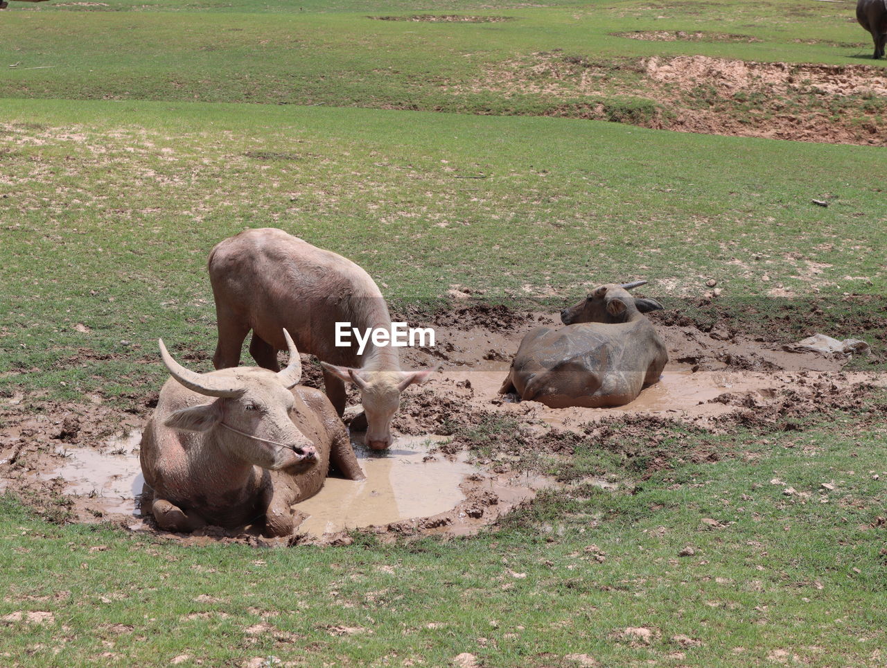 COWS ON FIELD BY LAND