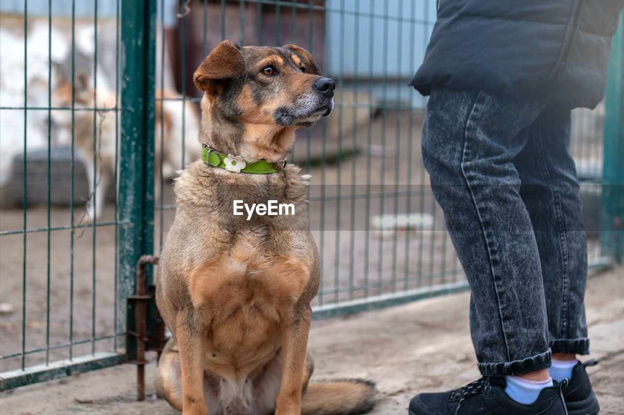 Dog waiting for adoption in animal shelter. homeless dog in the shelter. stray animals concept.