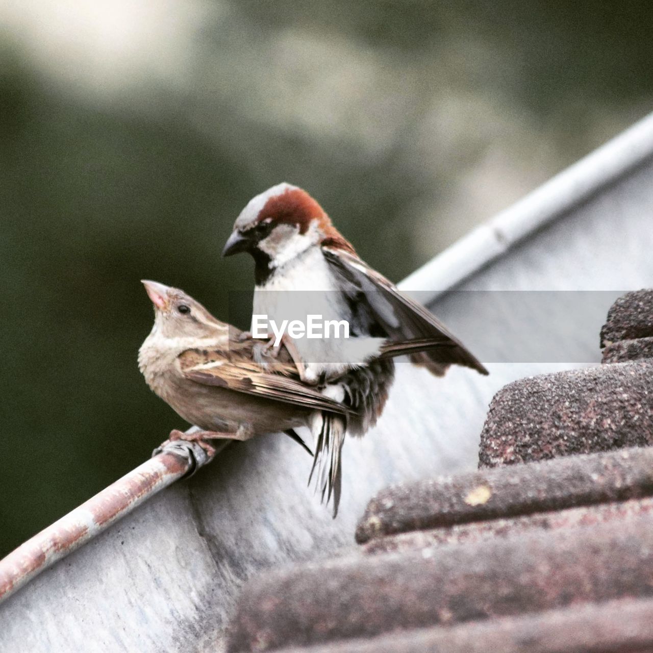 Close-up of sparrows perching on roof