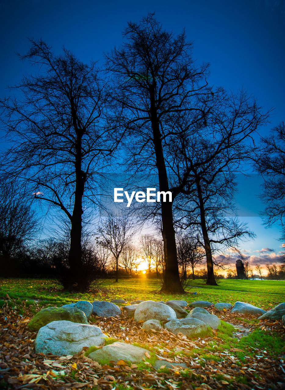 Trees on field against sky