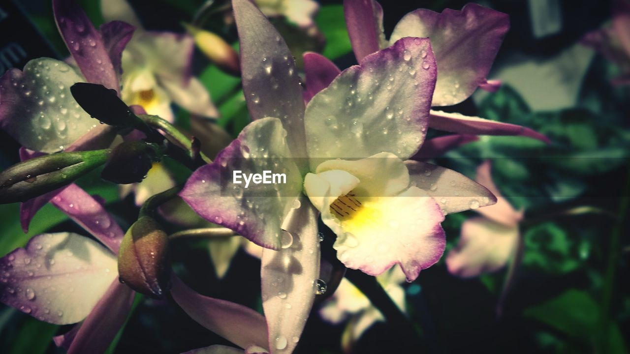 Close-up of wet flower