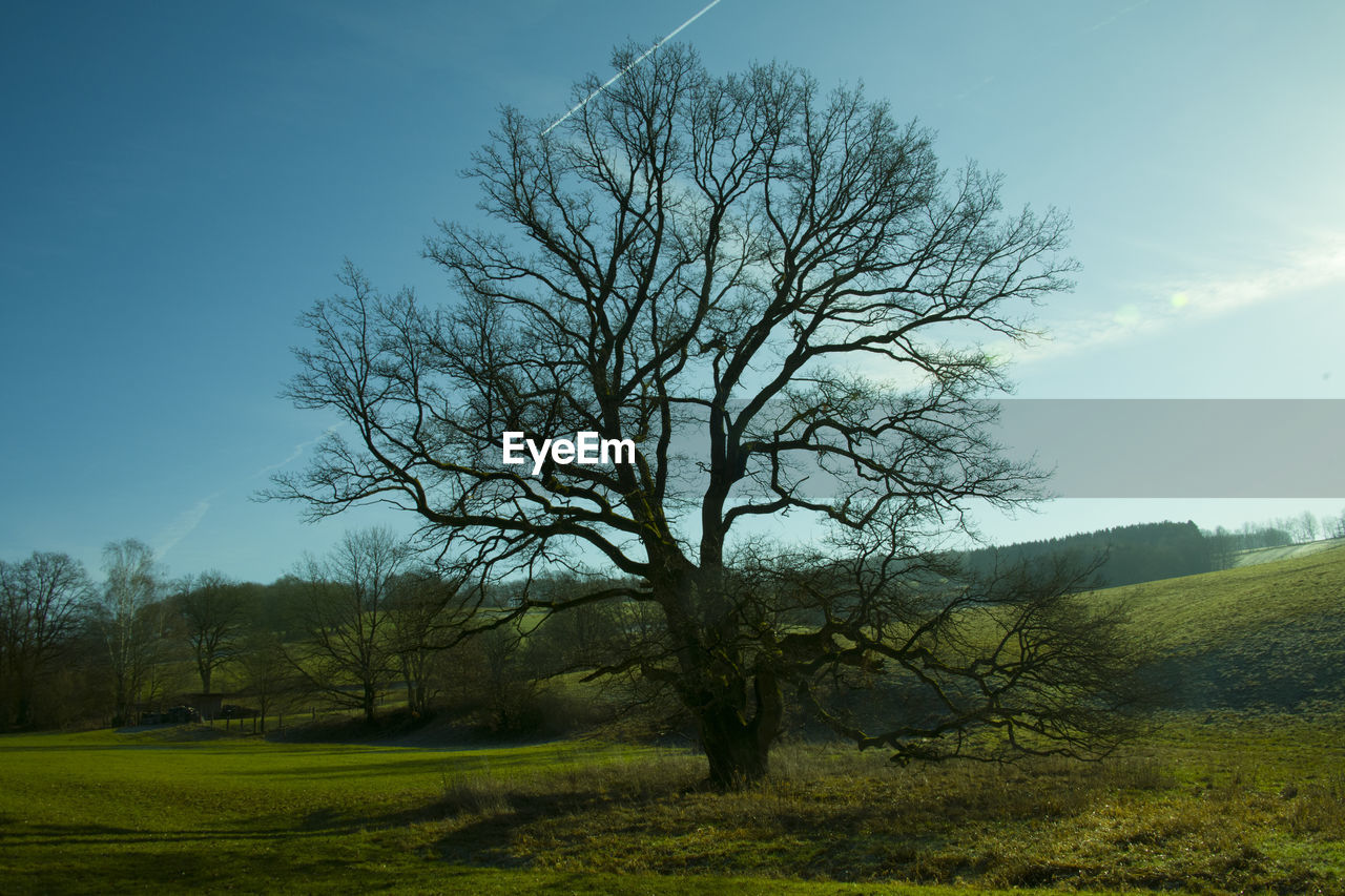 TREE ON FIELD AGAINST SKY