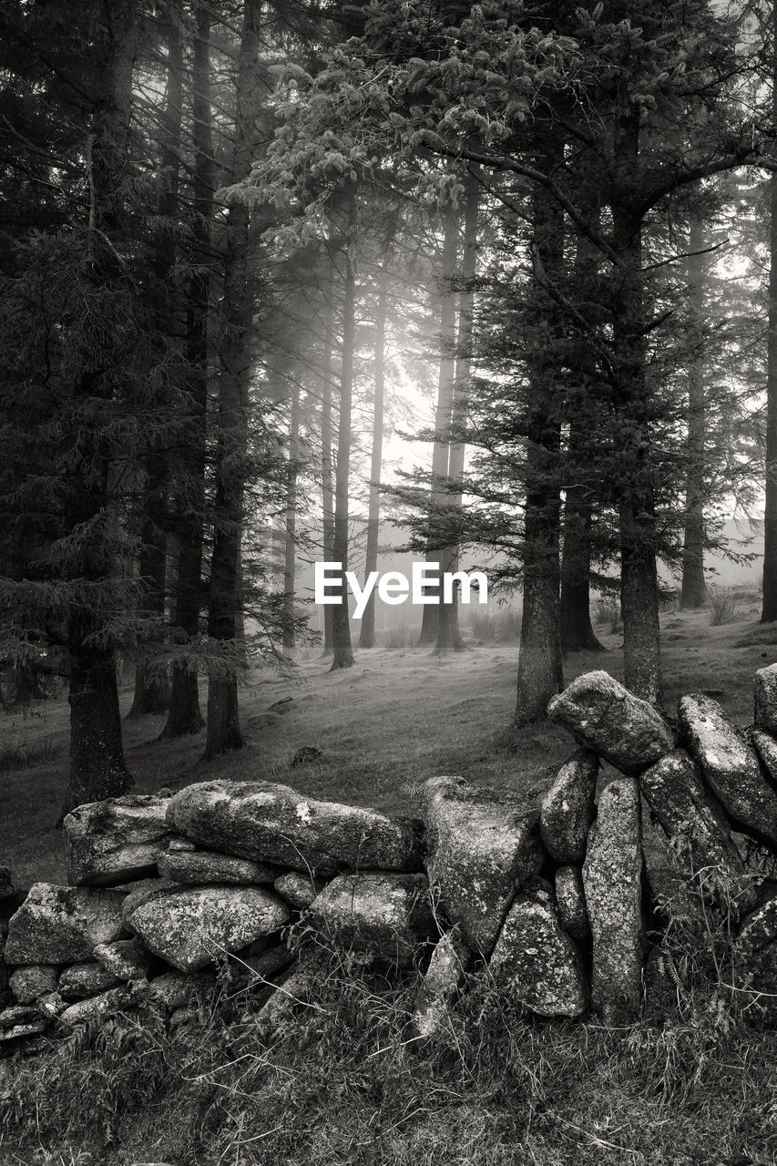 Magical woods in the mist