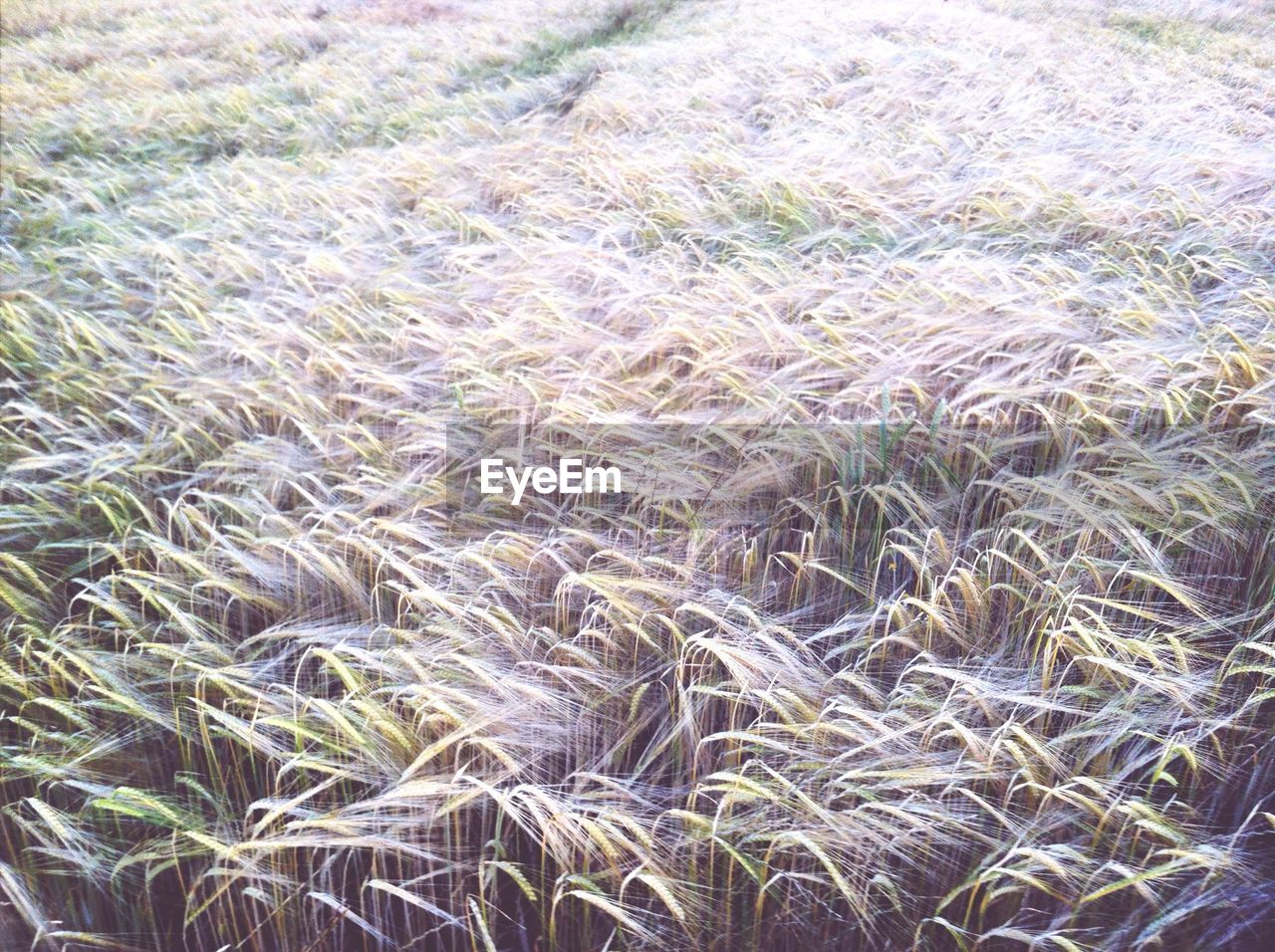 FULL FRAME OF WHEAT FIELD