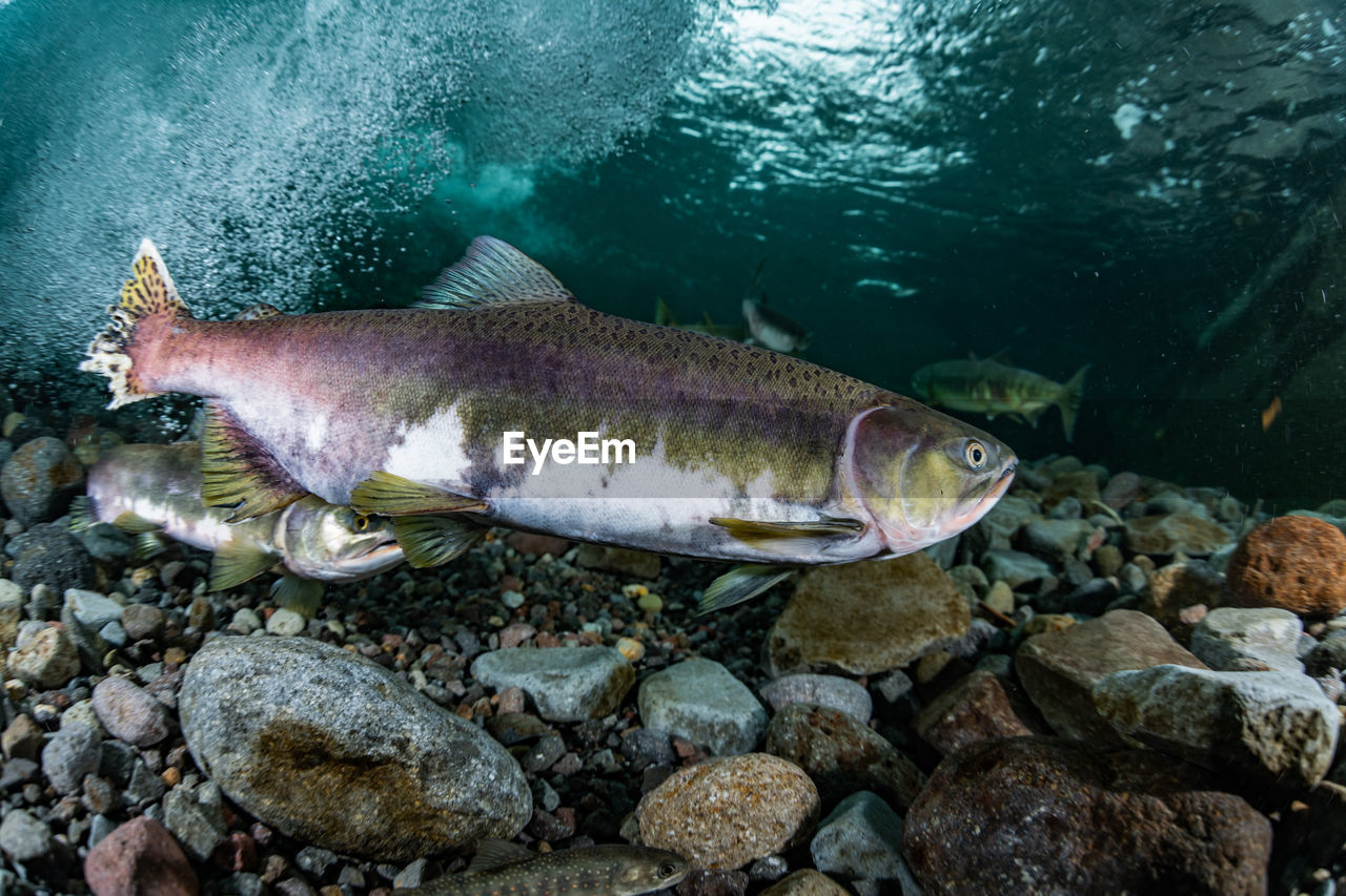 Pink salmon's run in rausu, hokkaido , japan