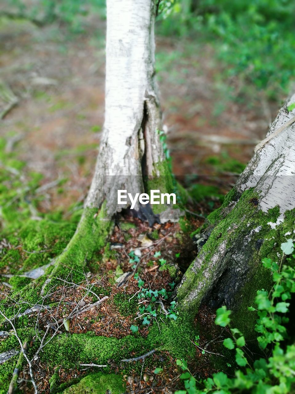 Close-up of tree trunk