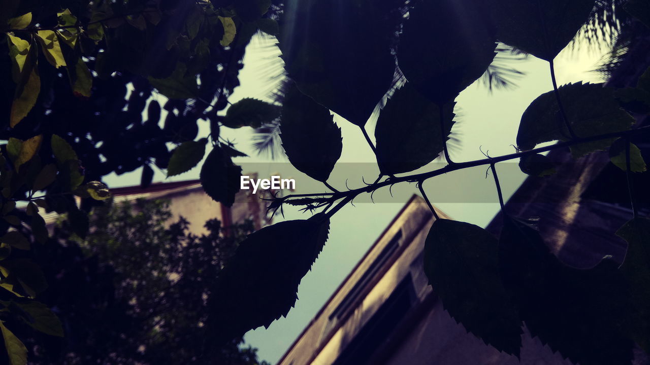 LOW ANGLE VIEW OF BUILDING AND TREE