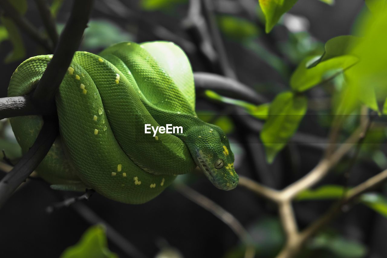 Close-up of snake on tree