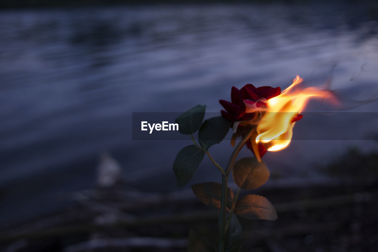 Close-up of fire on rose against lake and sky