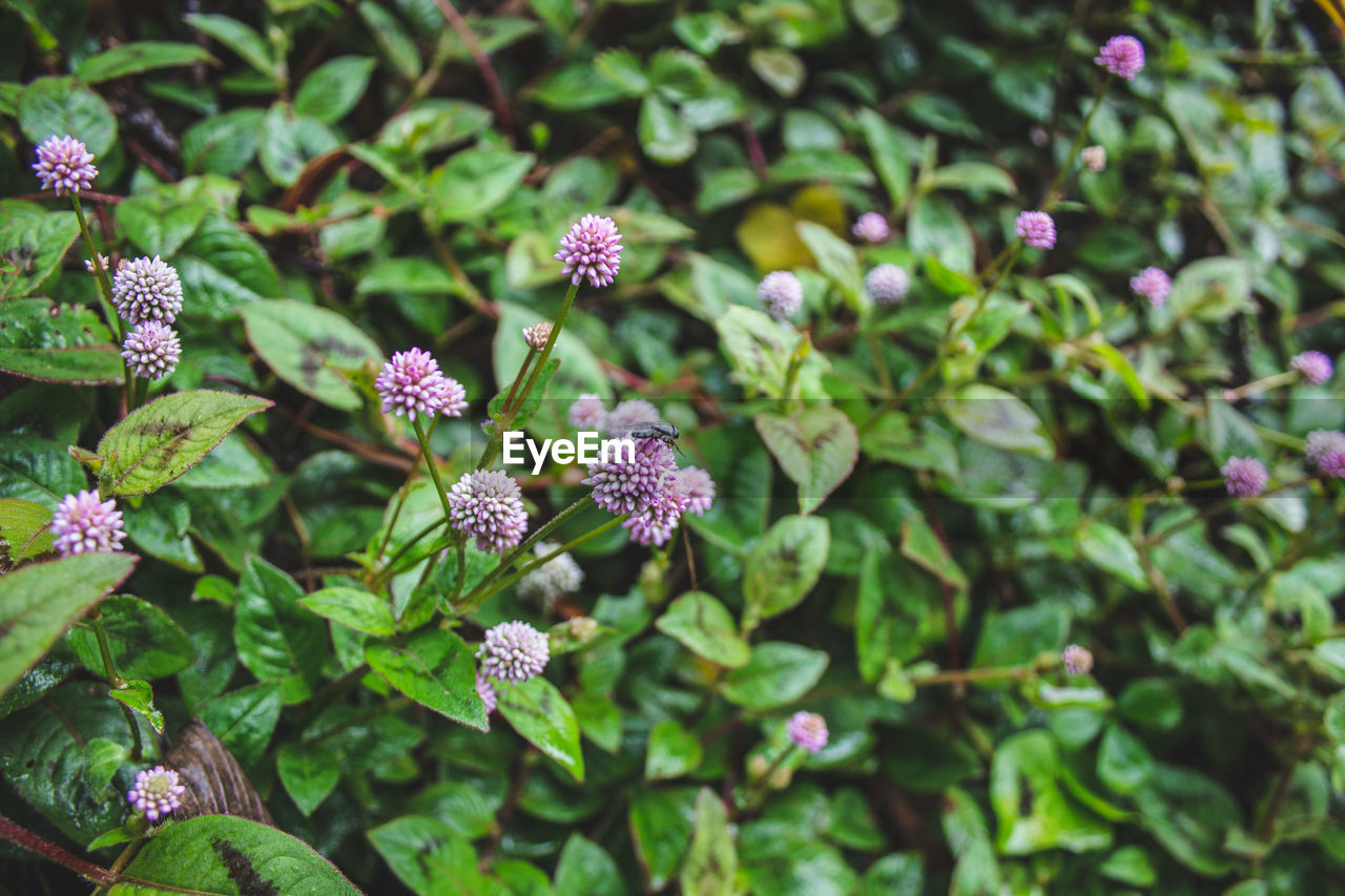 Close-up of pink flowering plants