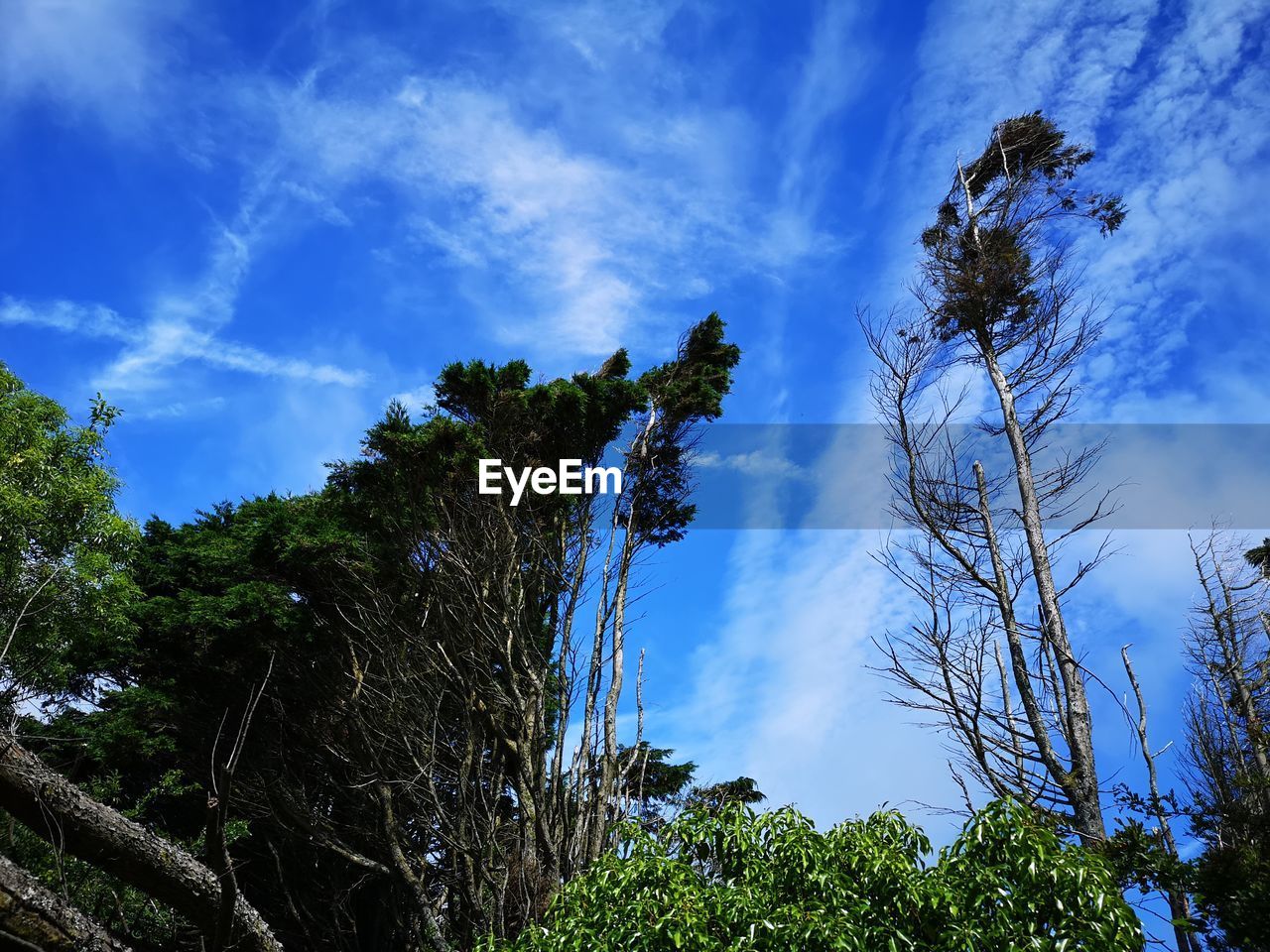 LOW ANGLE VIEW OF TREE AGAINST SKY