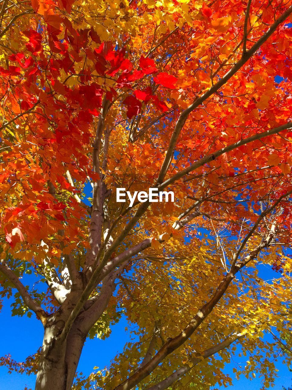 Low angle view of autumn tree