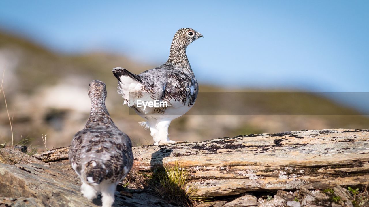 Close-up of birds perching on rock