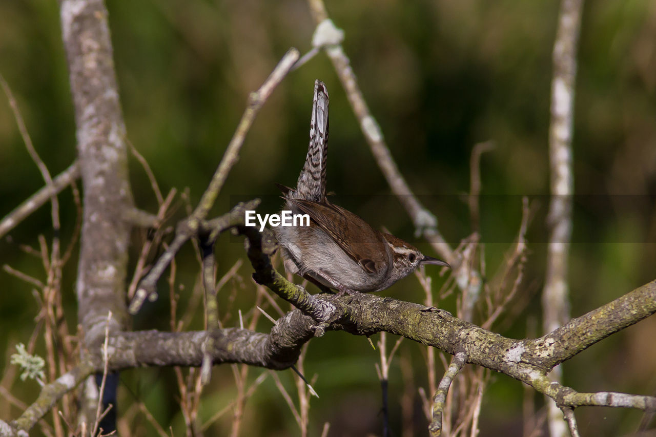 CLOSE-UP OF SPARROW PERCHING ON BRANCH