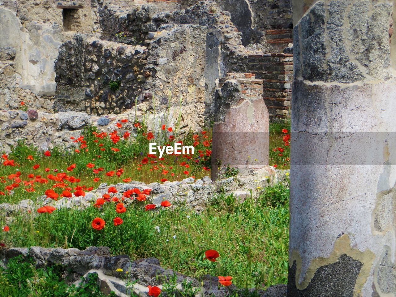 PLANTS IN FRONT OF STONE BUILDING