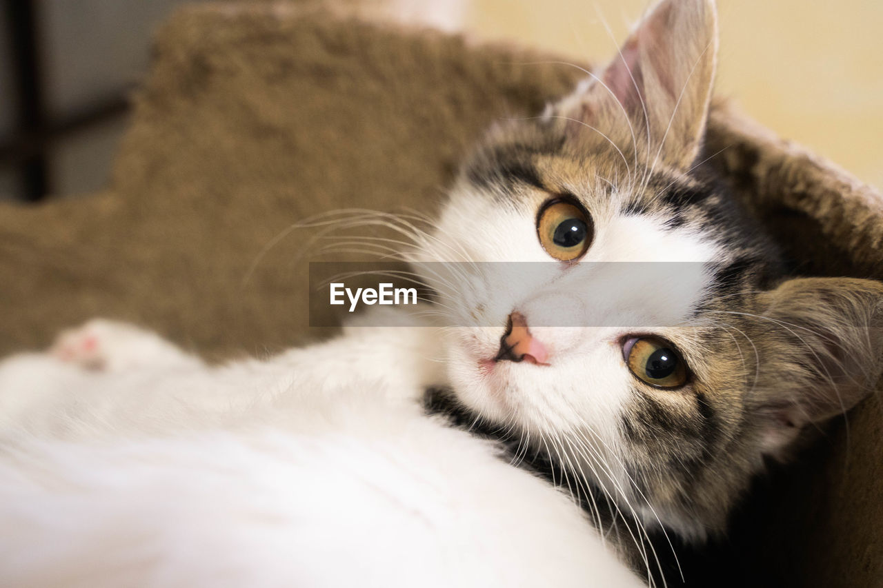 CLOSE-UP OF CAT