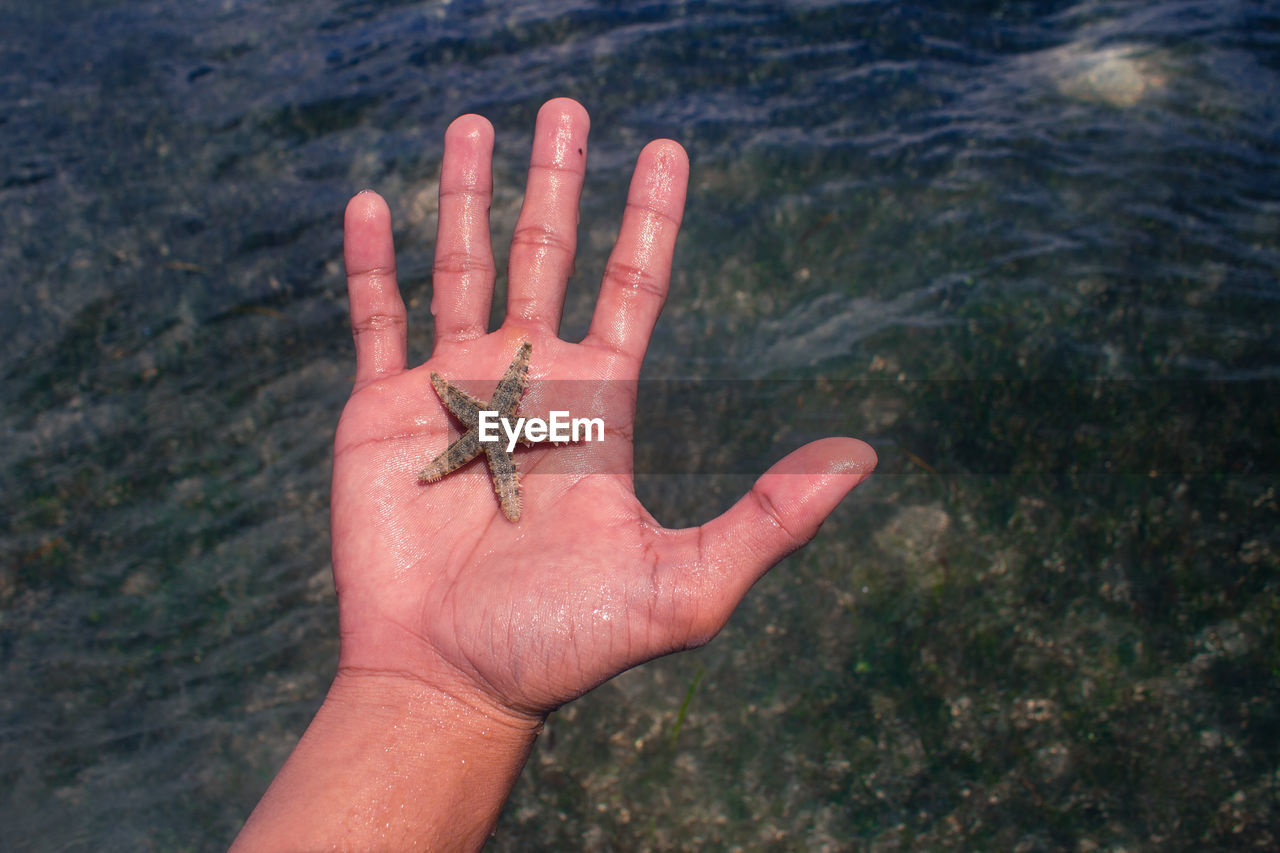 Close-up of hand holding starfish