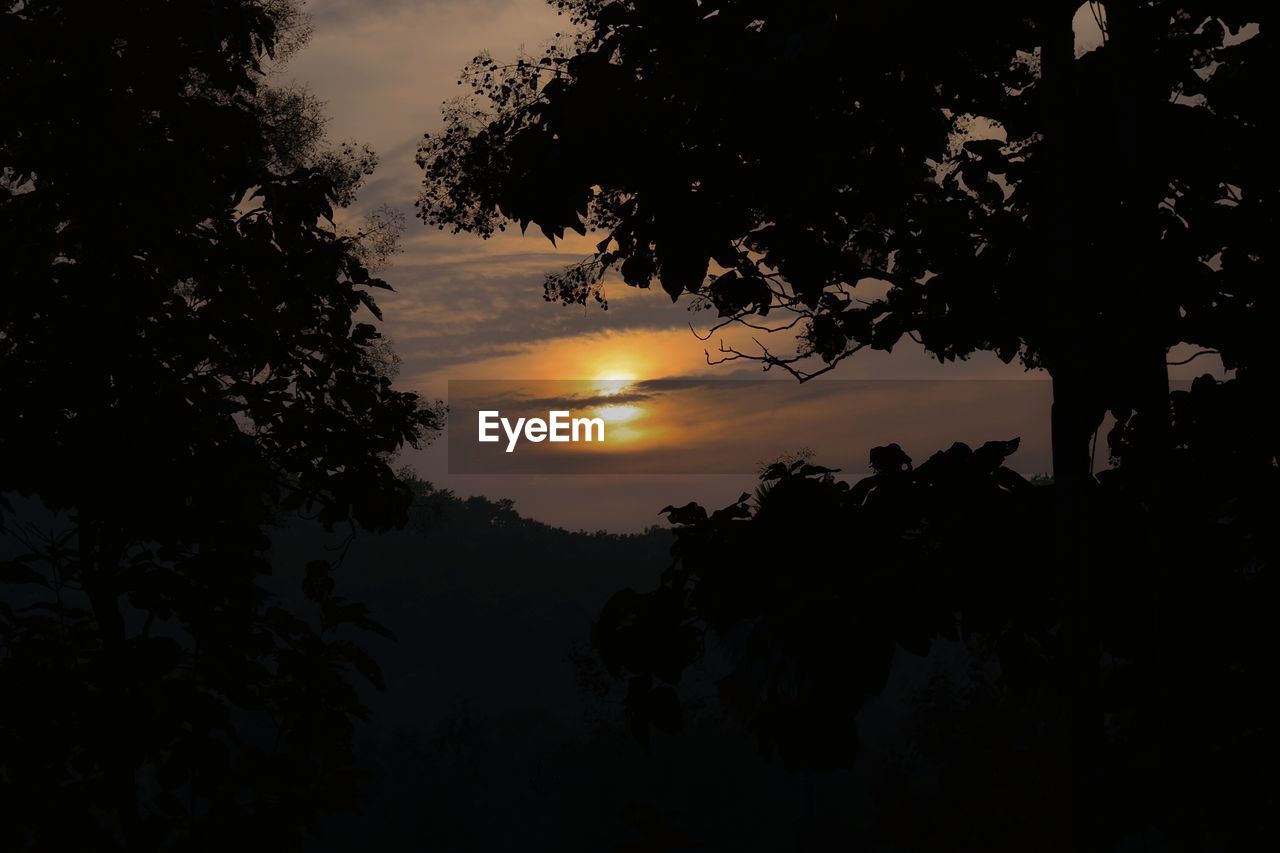 LOW ANGLE VIEW OF SILHOUETTE TREE AGAINST SKY DURING SUNSET