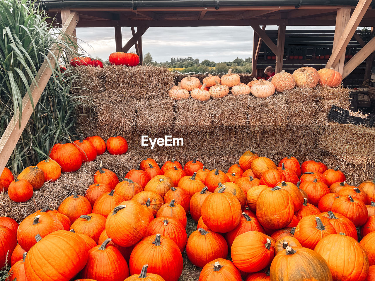 VARIOUS PUMPKINS IN FIELD