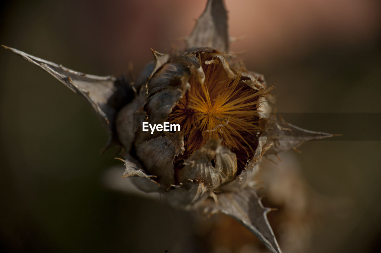 Close-up of dried plant