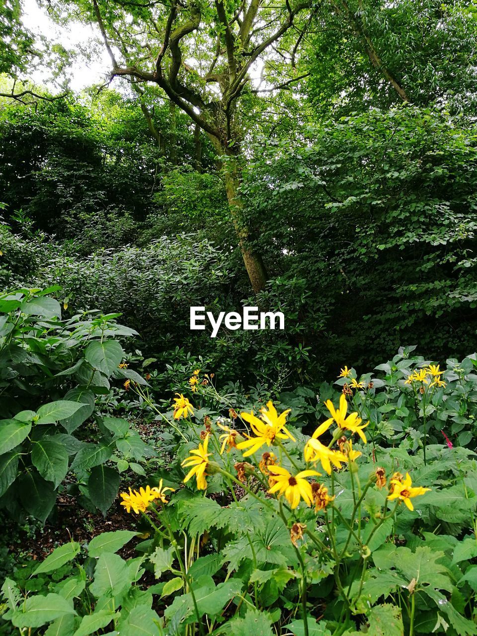 YELLOW FLOWERS ON TREE