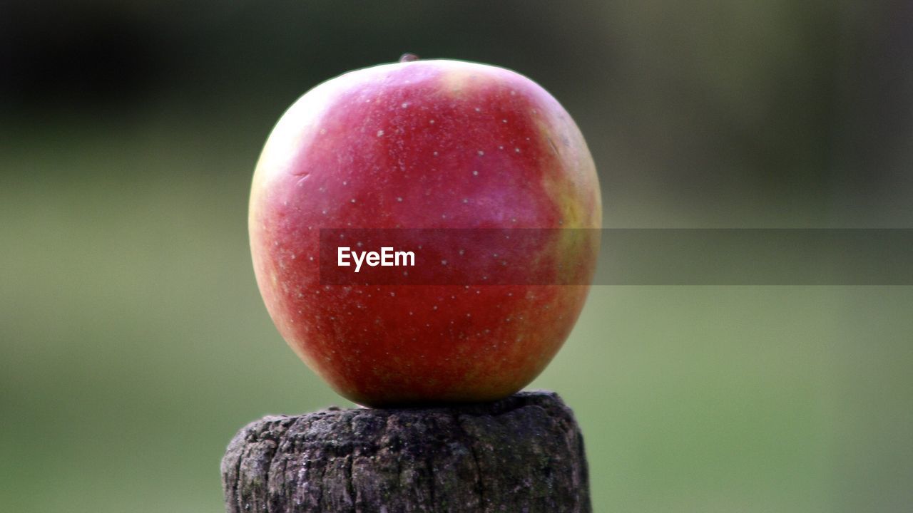 CLOSE-UP OF APPLE ON FRUIT