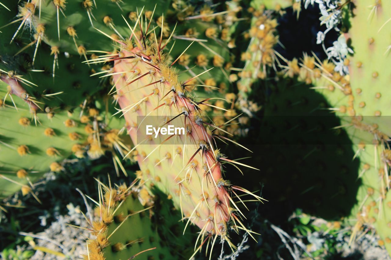 Close-up of cactus plant