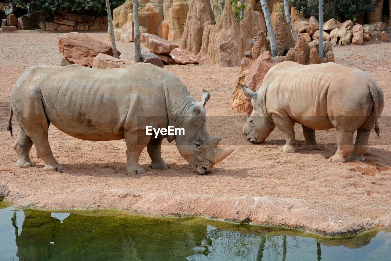  rhinoceros in a zoo