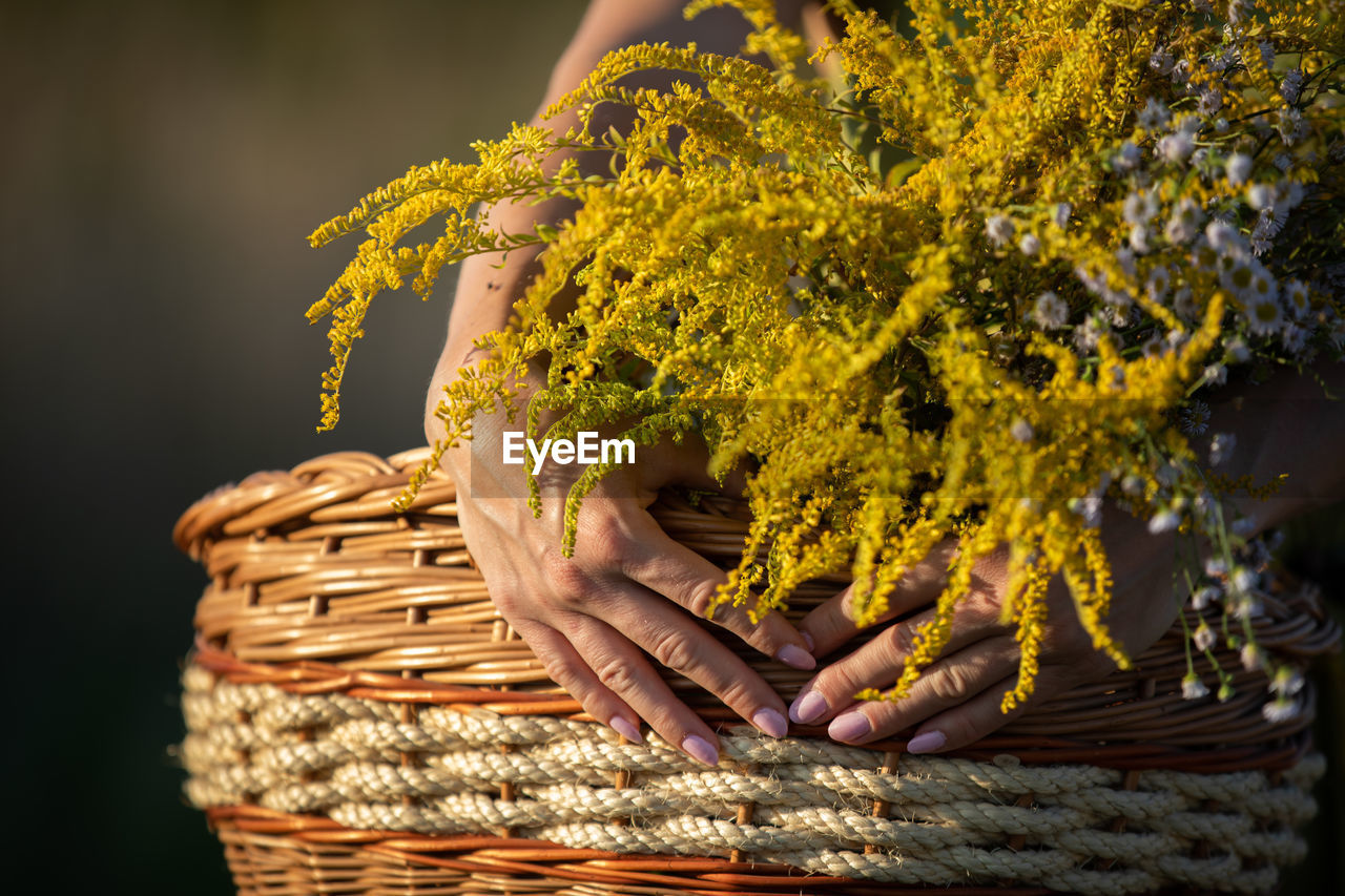 cropped hand of person holding plant