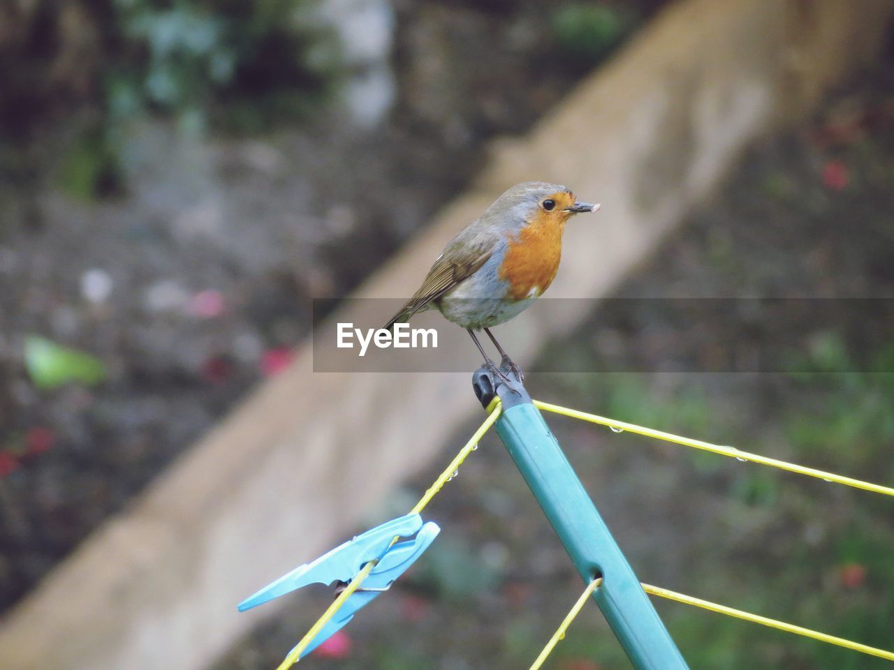 High angle view of robin perching on clothesline