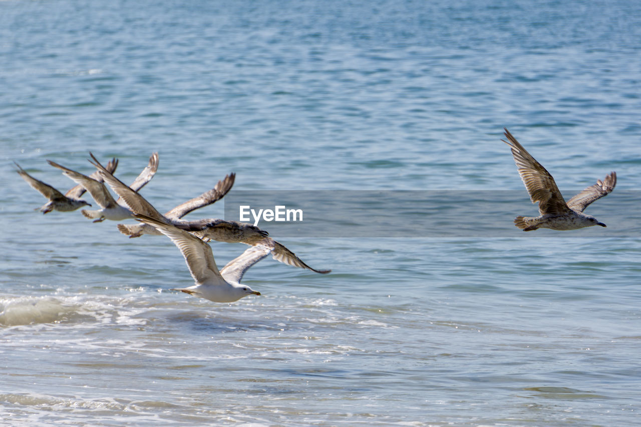 animal wildlife, animal, animal themes, wildlife, bird, water, flying, spread wings, sea, group of animals, seabird, pelican, nature, no people, motion, two animals, mid-air, beauty in nature, animal body part, animal wing, outdoors, day