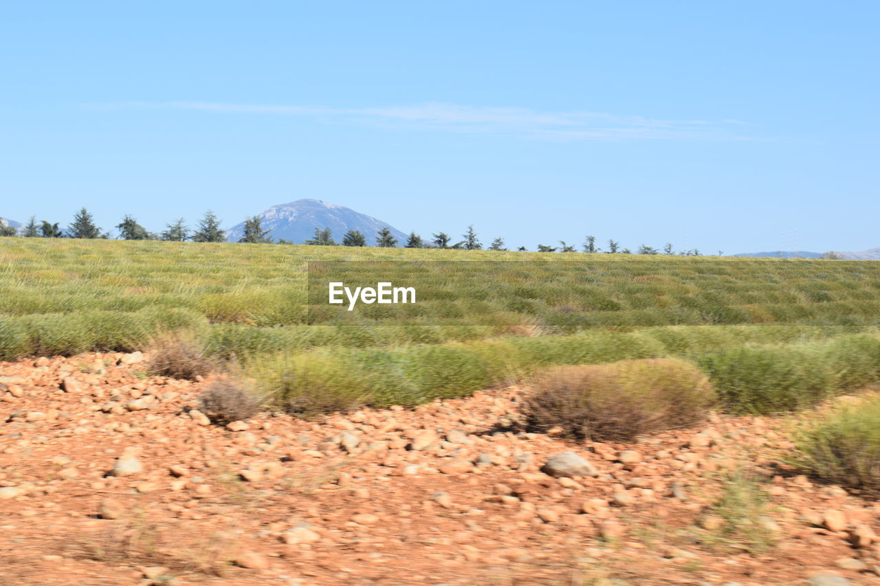 SCENIC VIEW OF FIELD AGAINST BLUE SKY