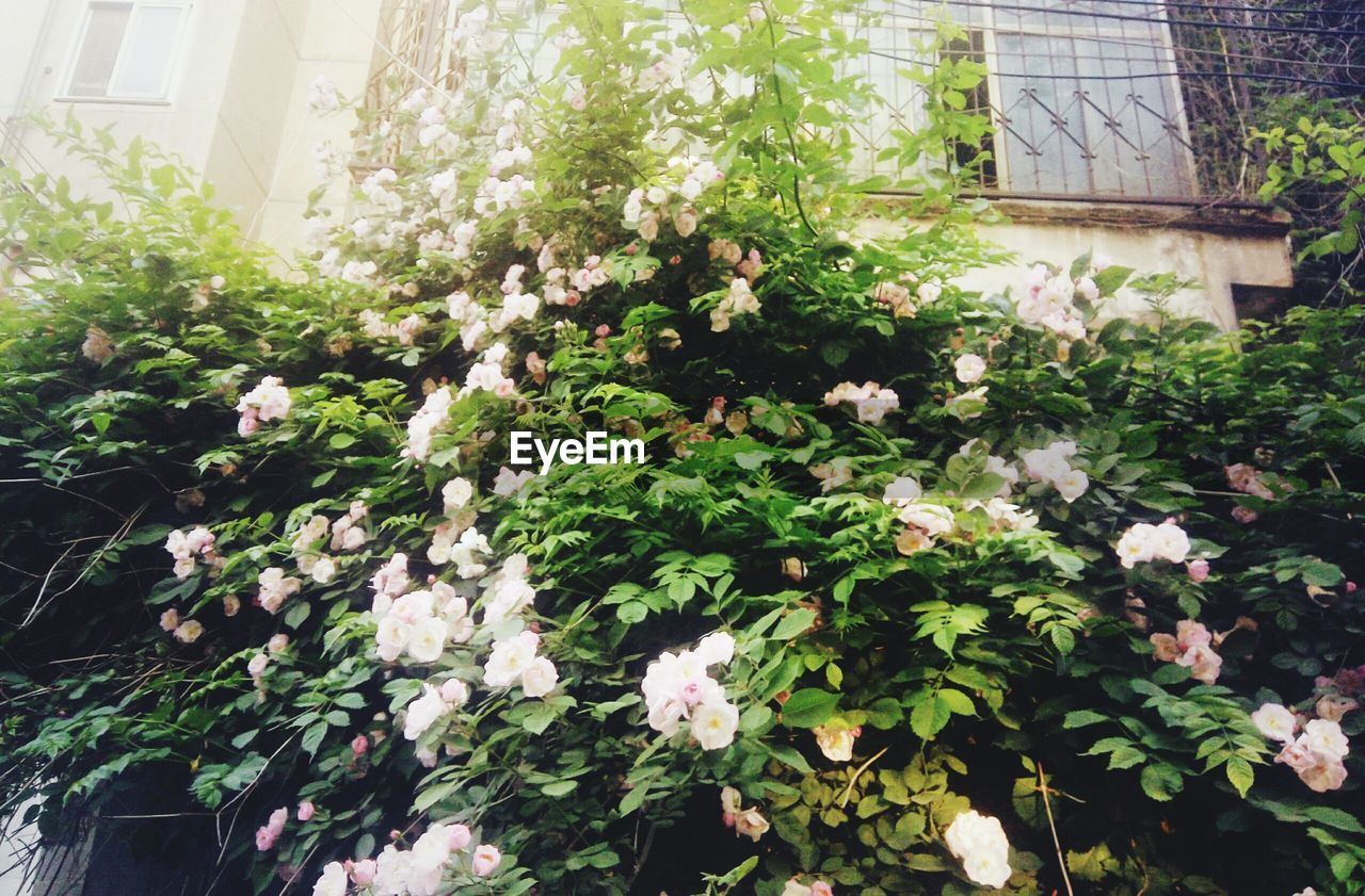 VIEW OF FLOWERS IN GREENHOUSE