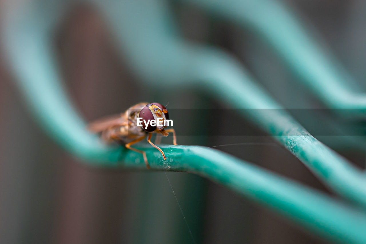 CLOSE-UP OF SPIDER IN THE ANIMAL