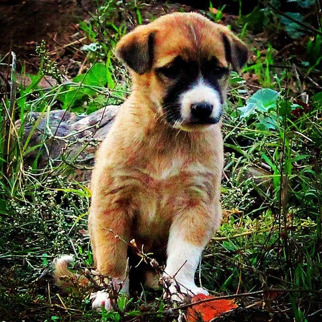 DOG STANDING ON FIELD