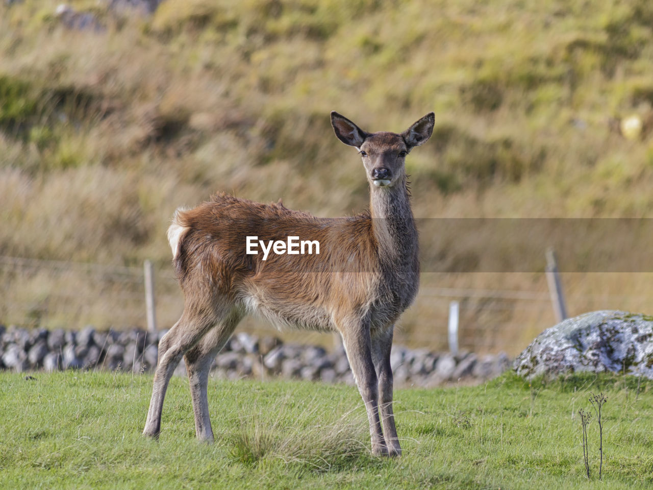 Red deer range, galloway forest park, castle douglas, newton more, dumfries and galloway, scotland