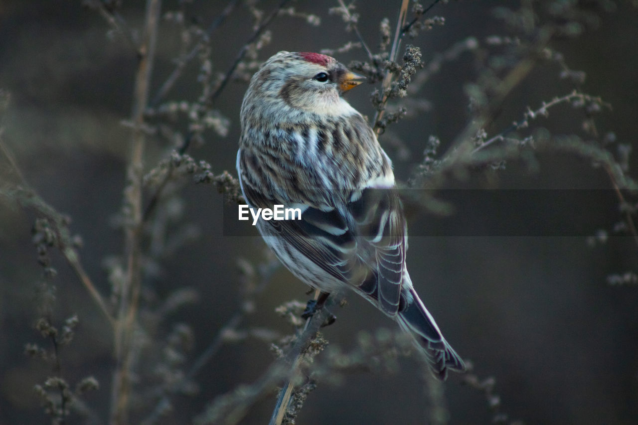 close-up of bird perching outdoors